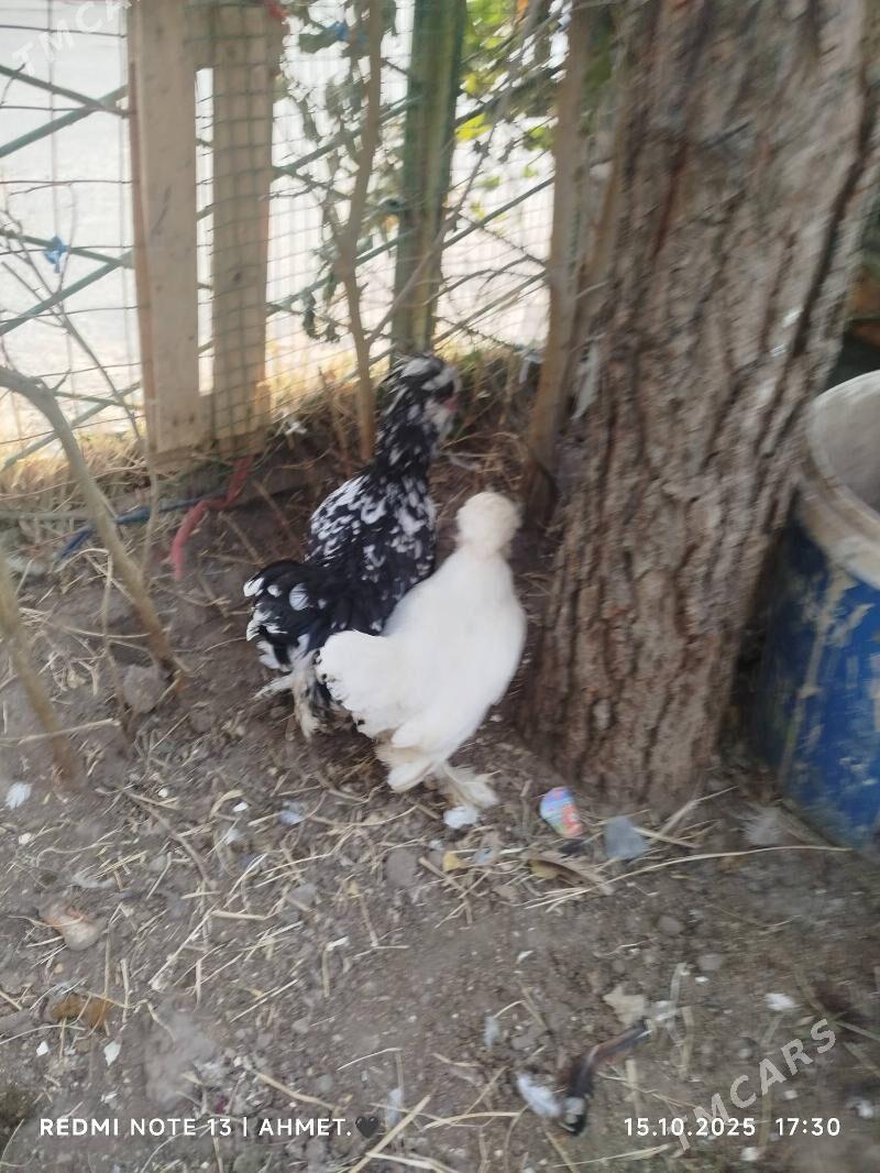 японский - Türkmenabat - img 8