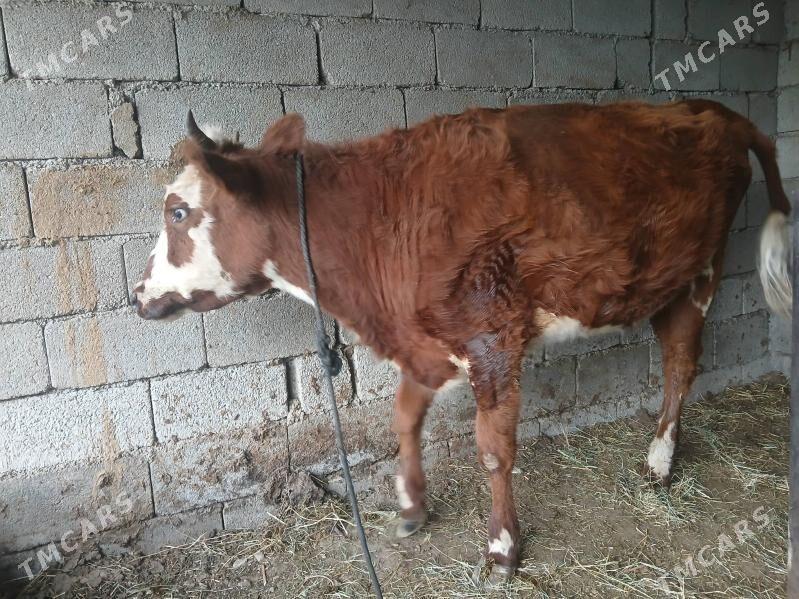 Tuwe - Aşgabat - img 2