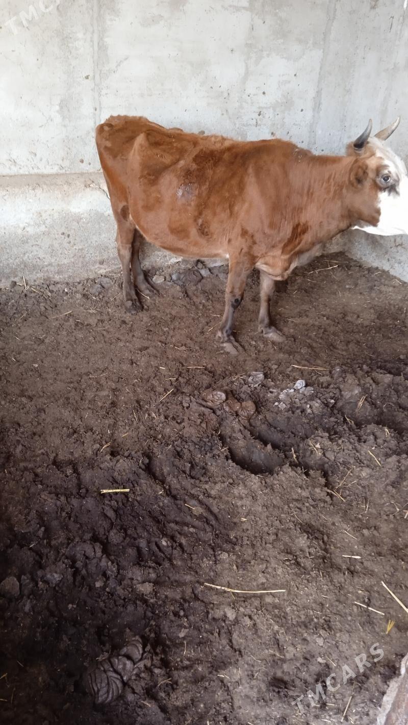 Светлые Сыгыр сыгвр тухум - Aşgabat - img 3