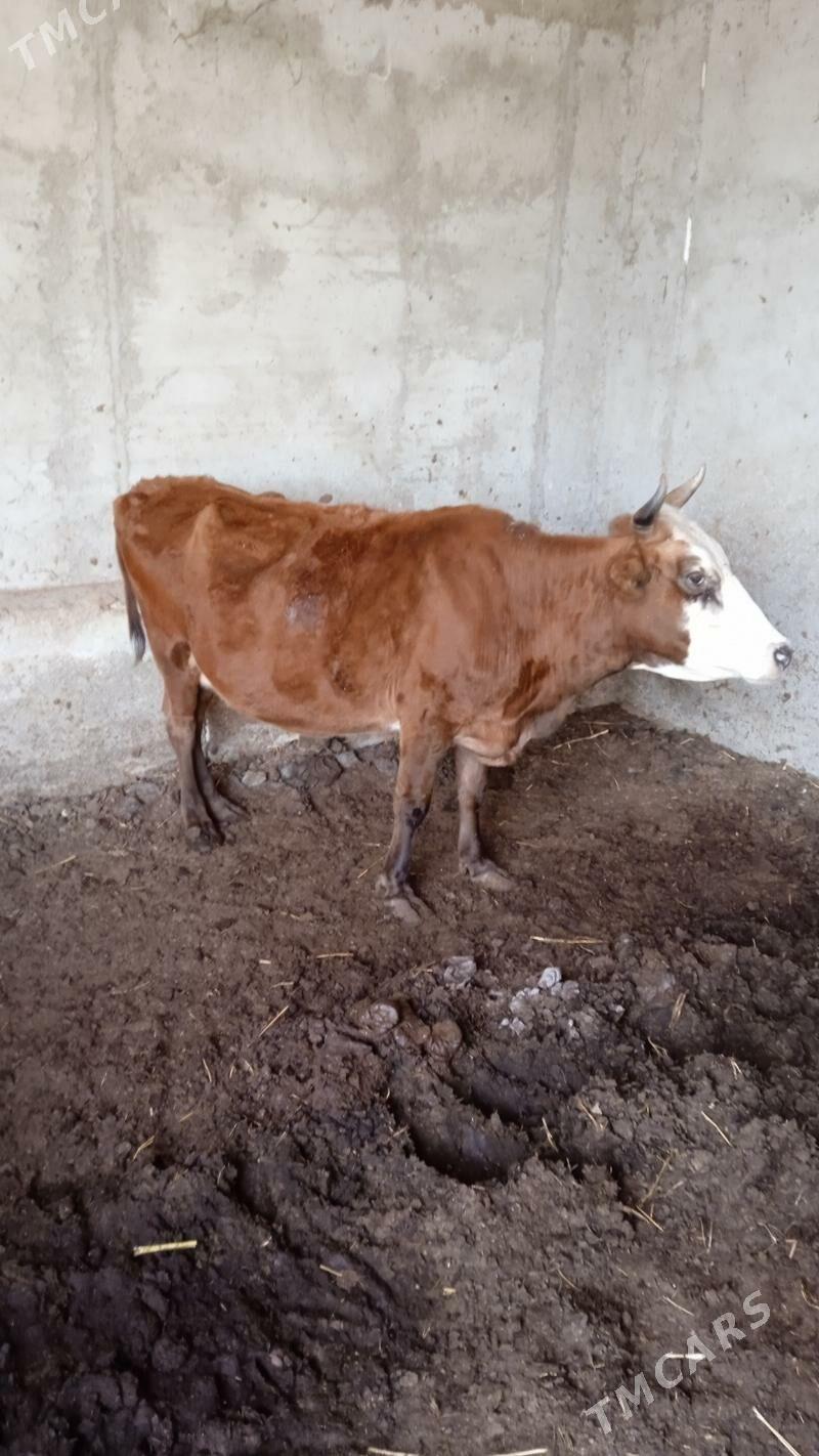 Светлые Сыгыр сыгвр тухум - Aşgabat - img 4