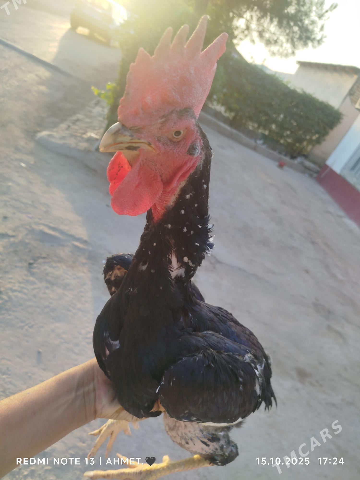 жерси товук пери - Туркменабат - img 1