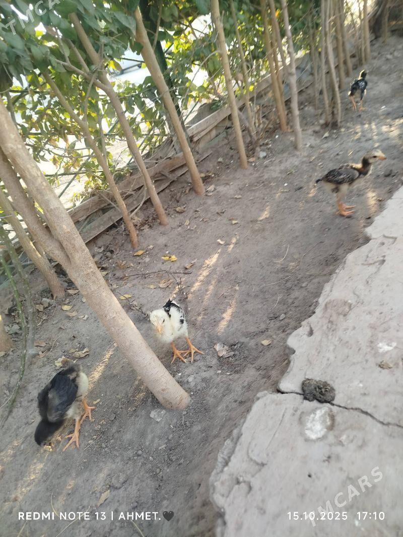 жерси товук пери - Туркменабат - img 6