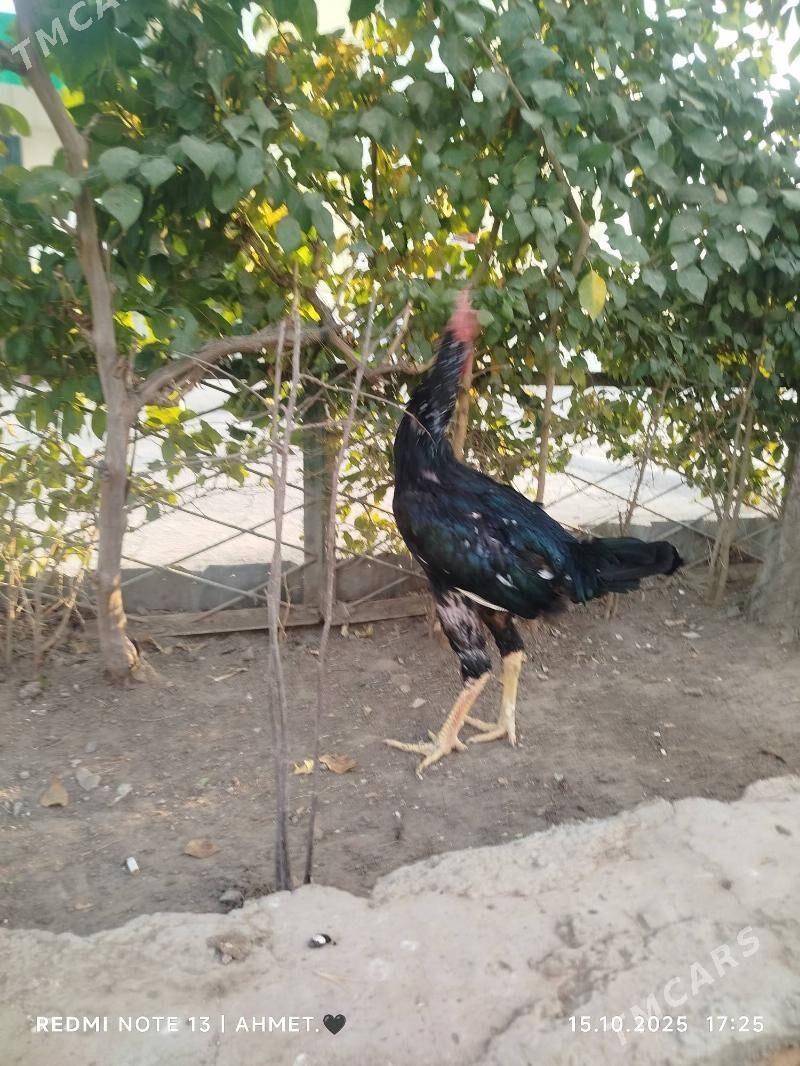 жерси товук пери - Туркменабат - img 2