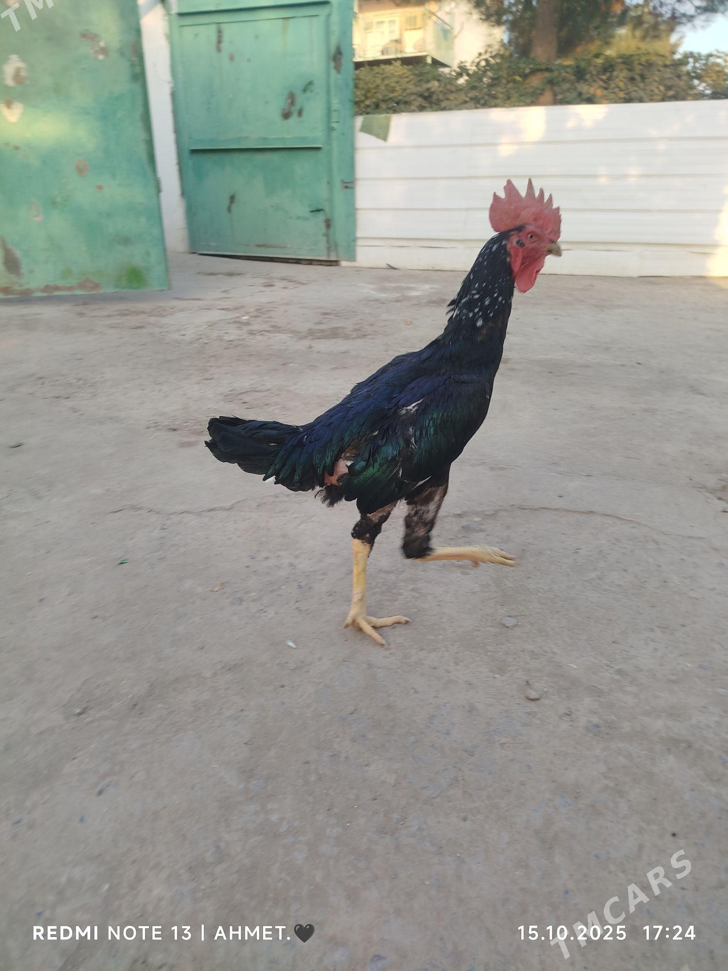 жерси товук пери - Туркменабат - img 4