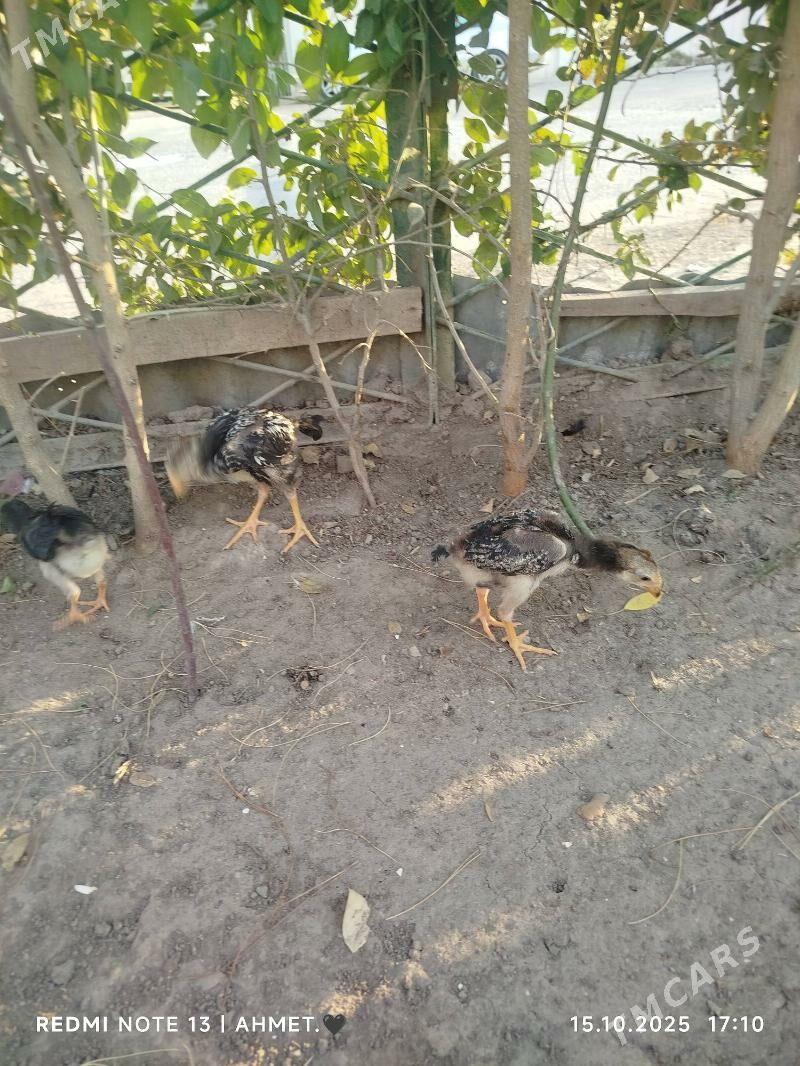 жерси товук пери - Туркменабат - img 5