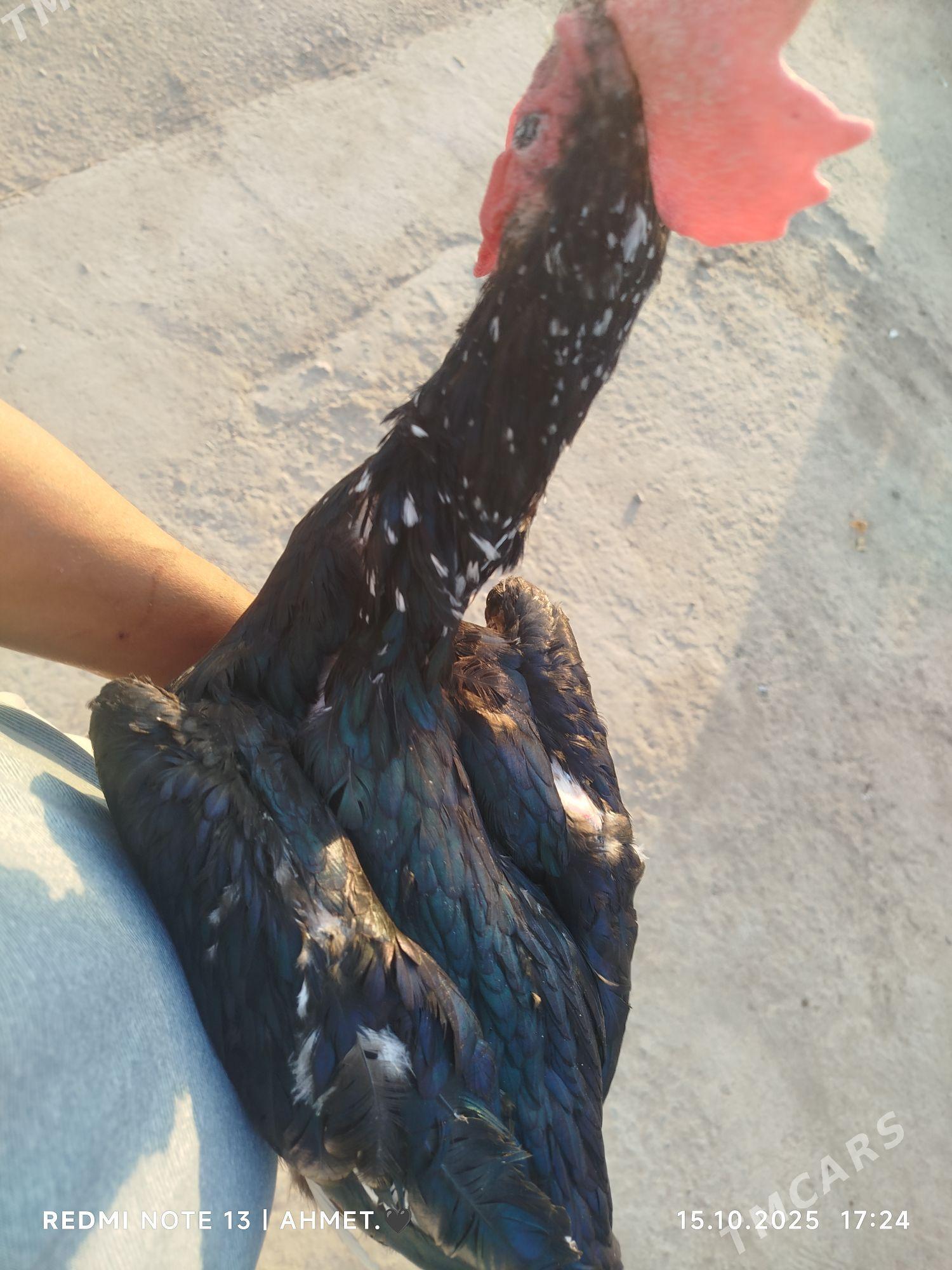 жерси товук пери - Туркменабат - img 3