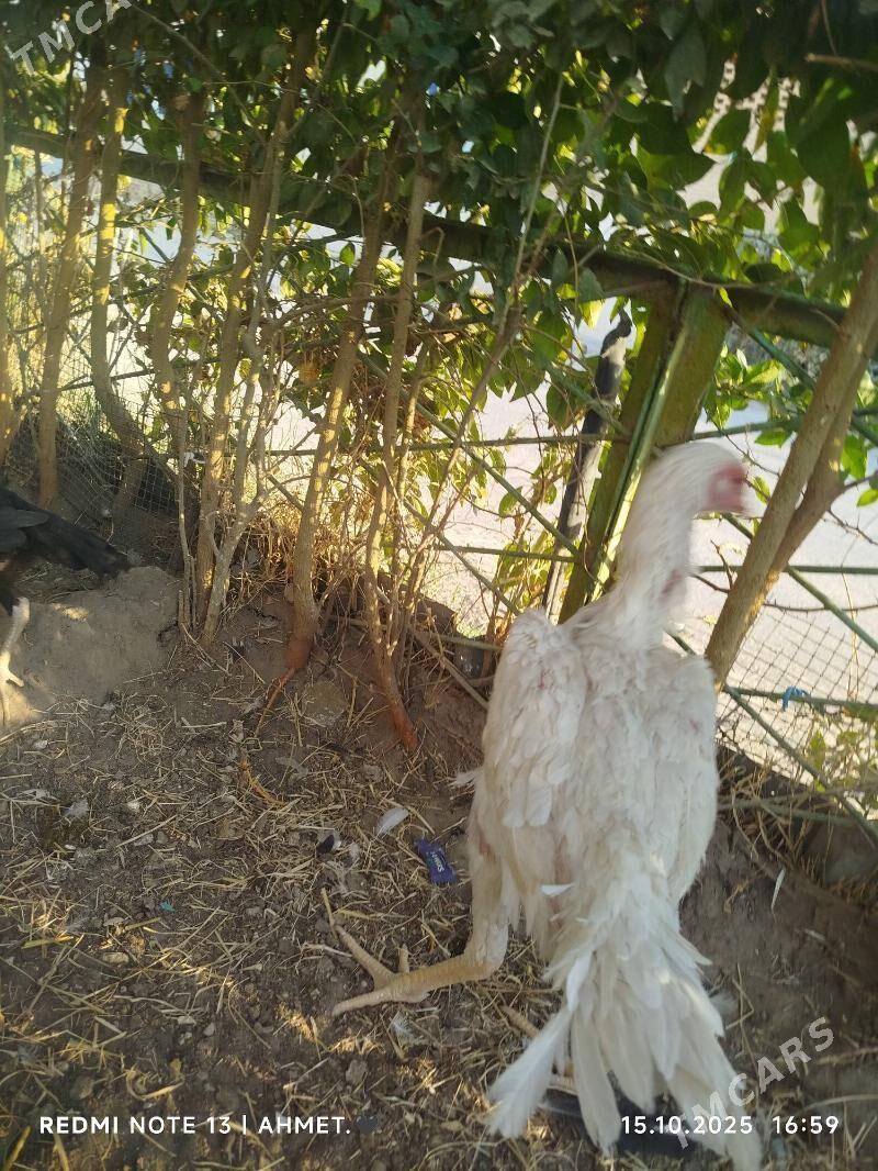 Шамо АК мэки - Türkmenabat - img 2