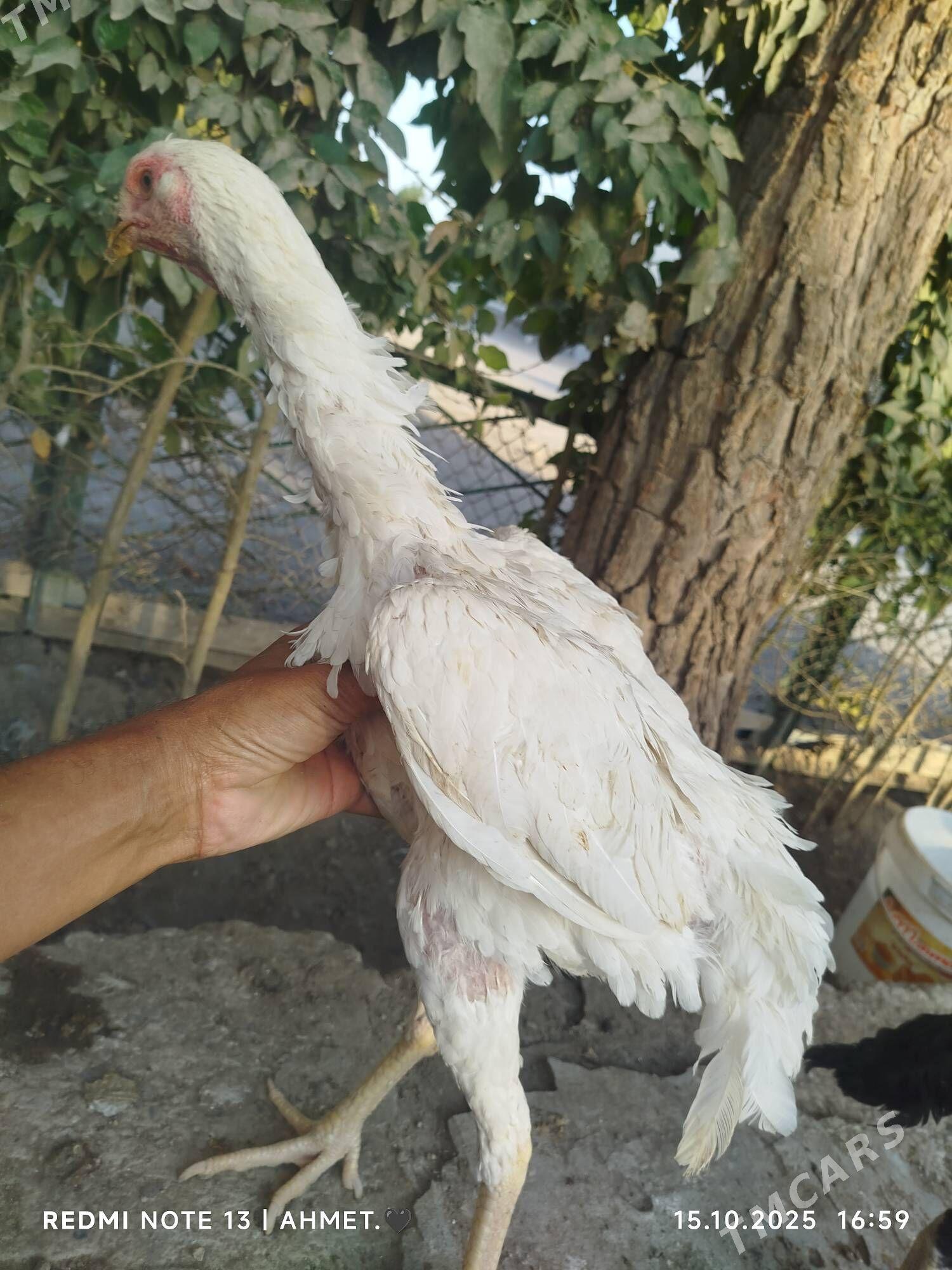 Шамо АК мэки - Türkmenabat - img 5