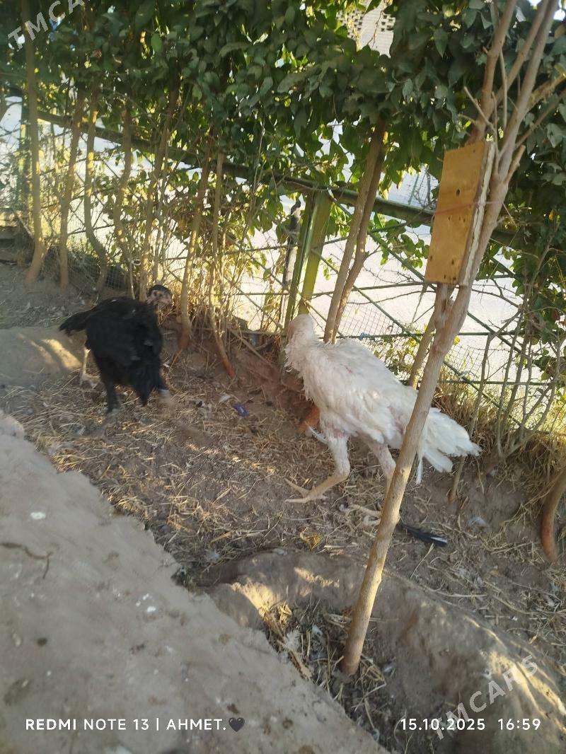 Шамо АК мэки - Türkmenabat - img 4