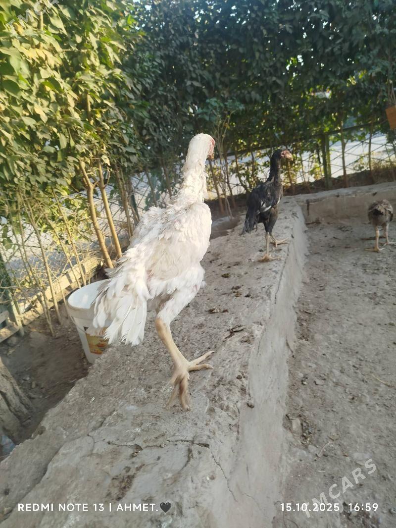 Шамо АК мэки - Türkmenabat - img 3