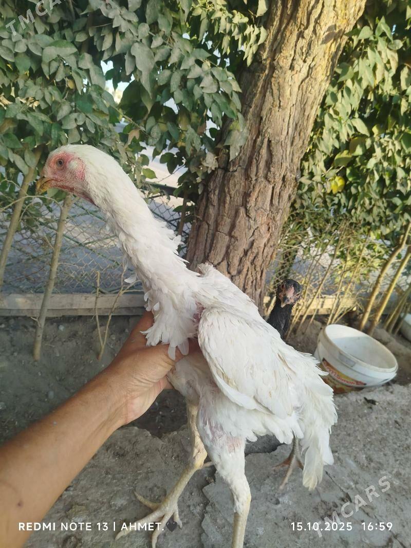 Шамо АК мэки - Türkmenabat - img 1