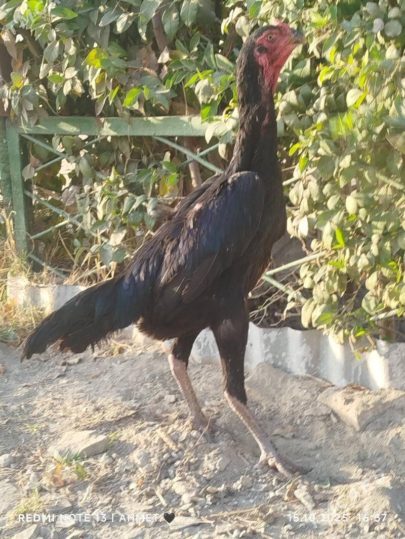 Гара Шамо - Türkmenabat - img 4