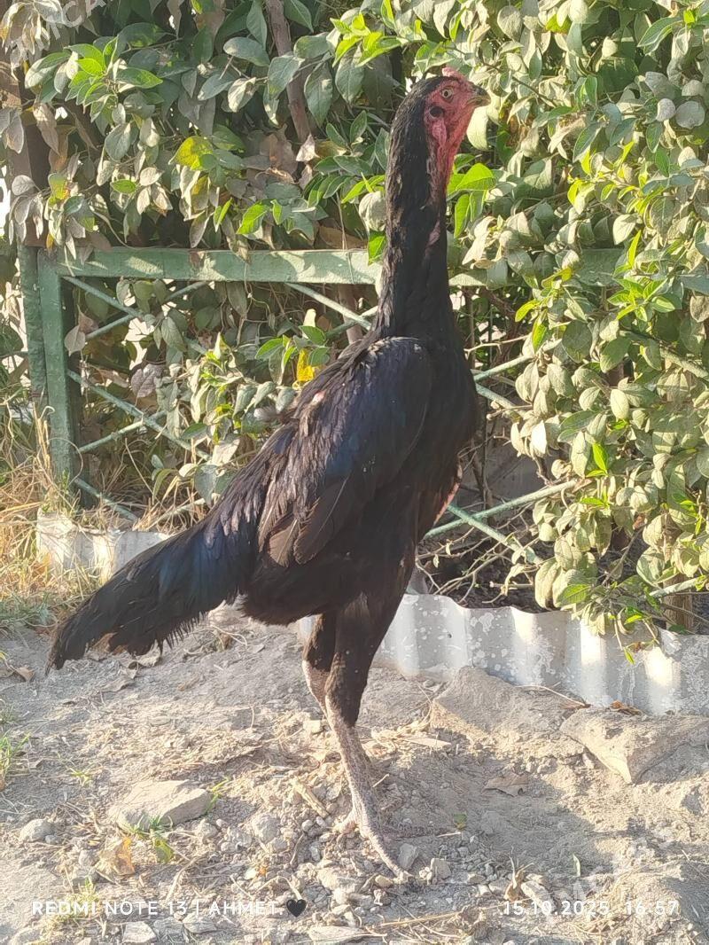 Гара Шамо - Türkmenabat - img 2