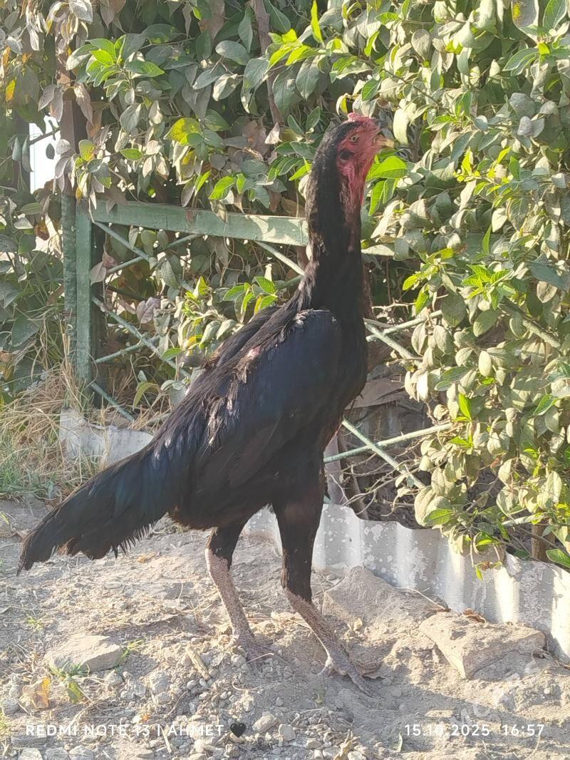 Гара Шамо - Türkmenabat - img 3