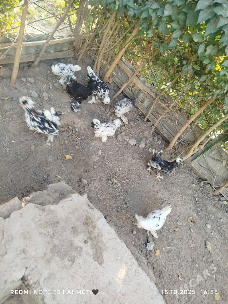 Карей Японский - Türkmenabat - img 4