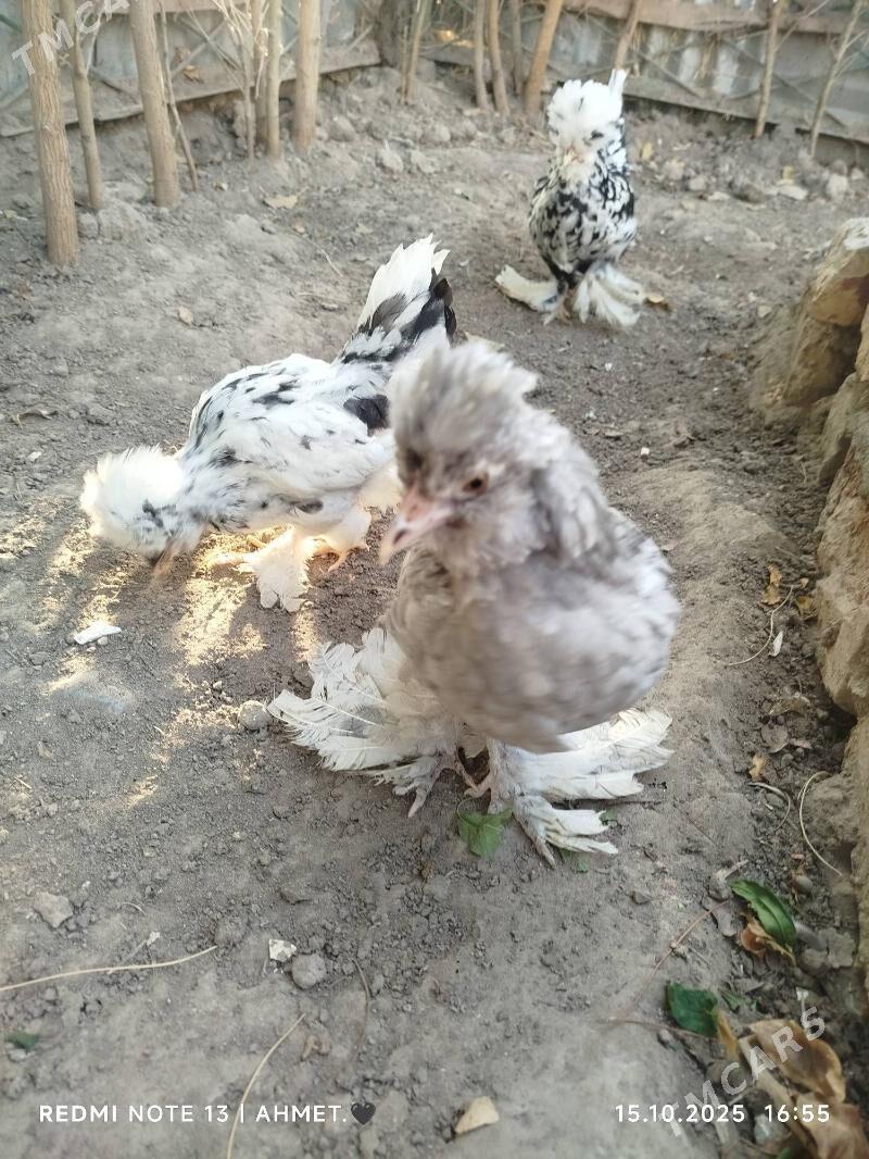 Карей Японский - Türkmenabat - img 3