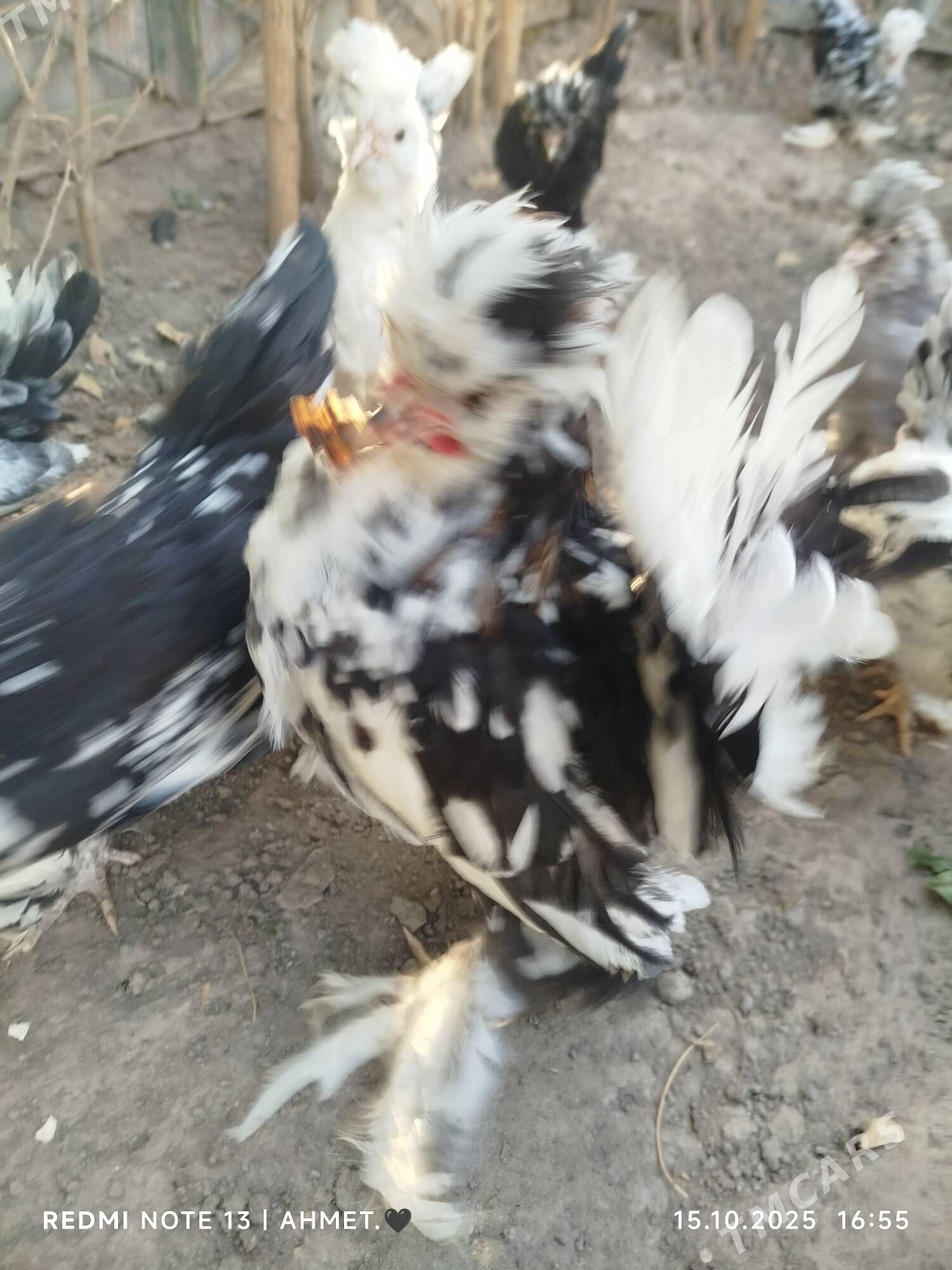 Карей Японский - Türkmenabat - img 2