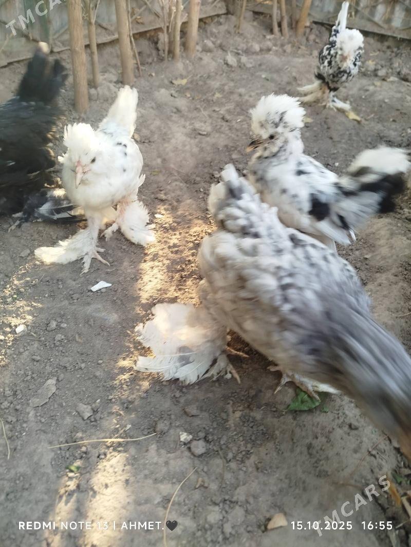 Карей Японский - Türkmenabat - img 1