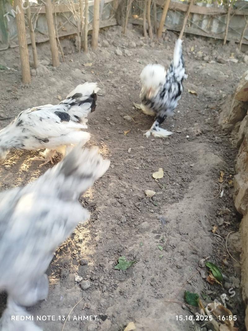 Карей Японский - Türkmenabat - img 6