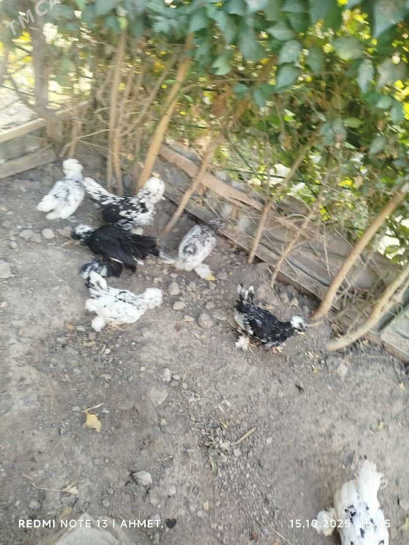 Карей Японский - Türkmenabat - img 5