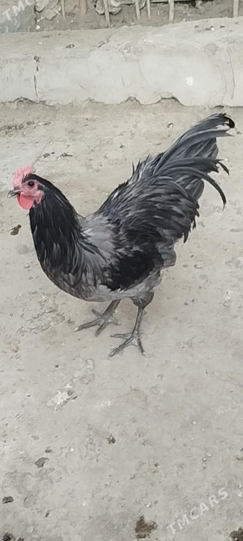 жерси авсролорп - Туркменабат - img 2