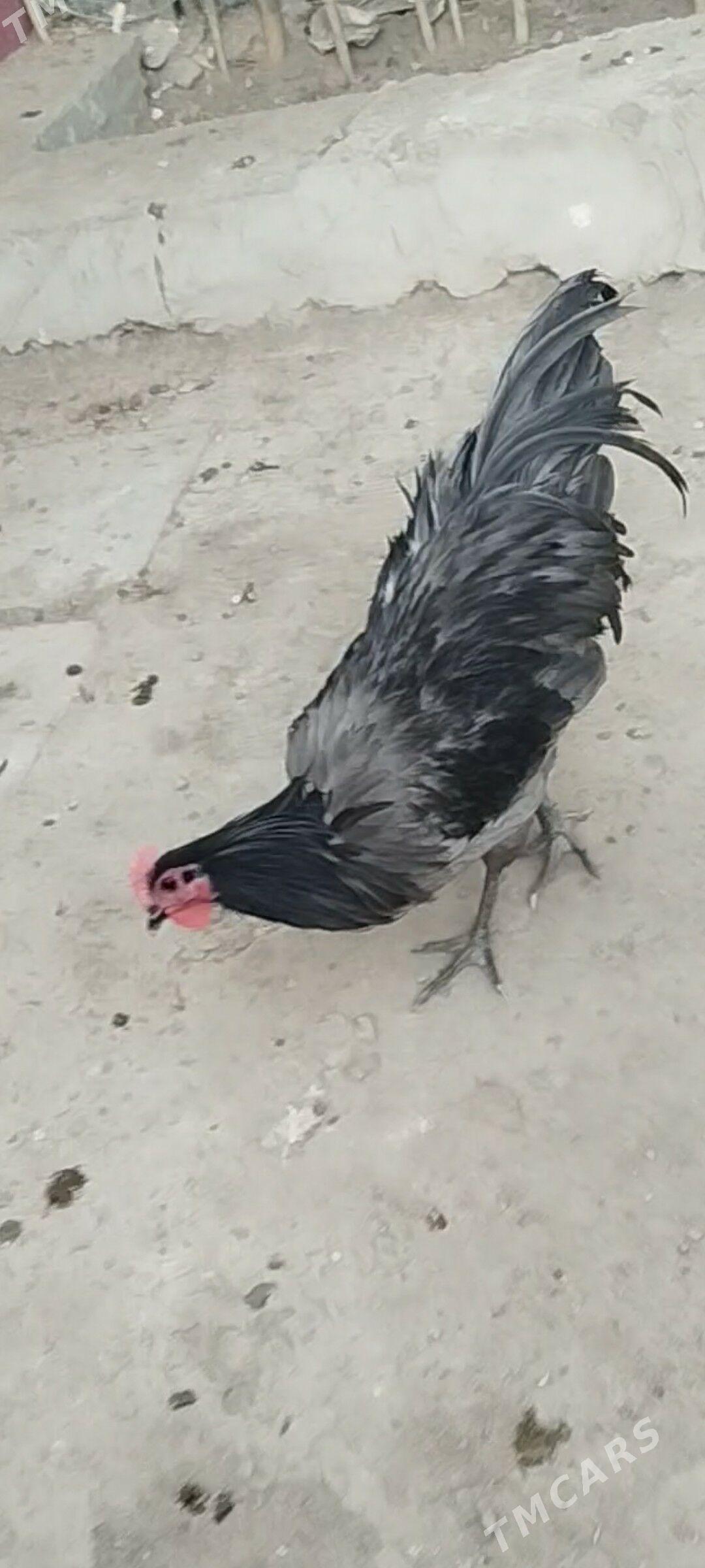 жерси авсролорп - Туркменабат - img 3