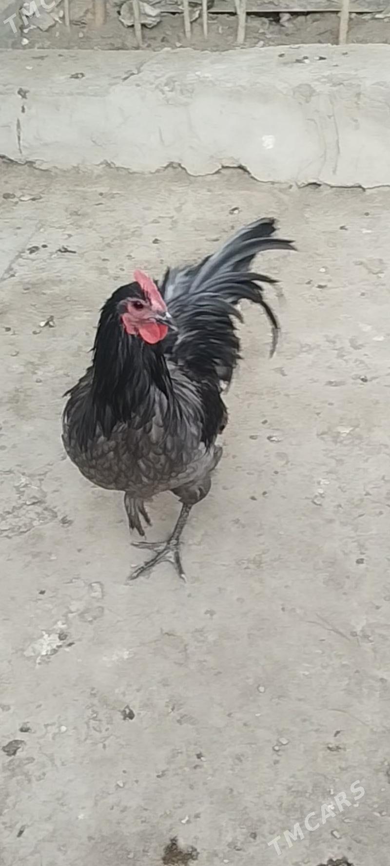 жерси авсролорп - Туркменабат - img 1