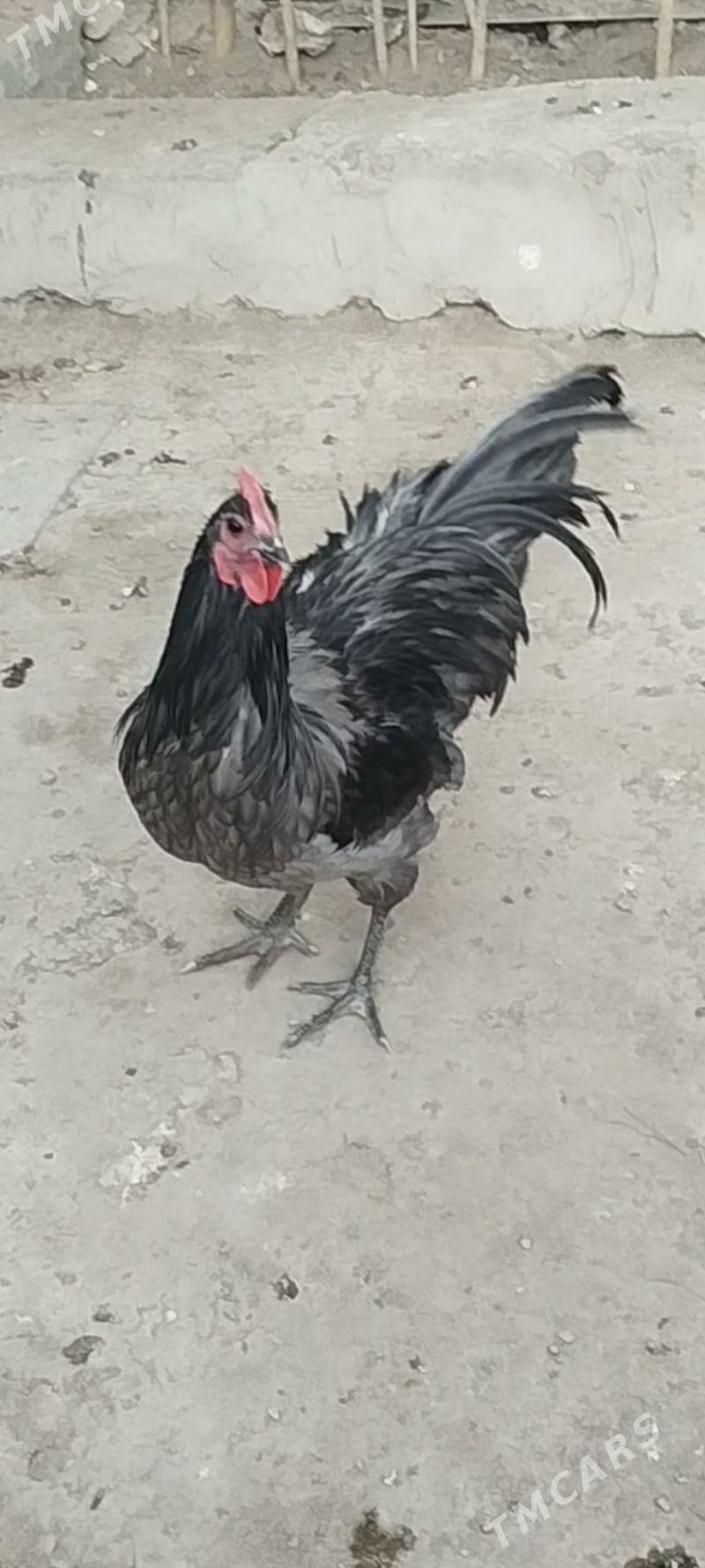 жерси авсролорп - Туркменабат - img 4