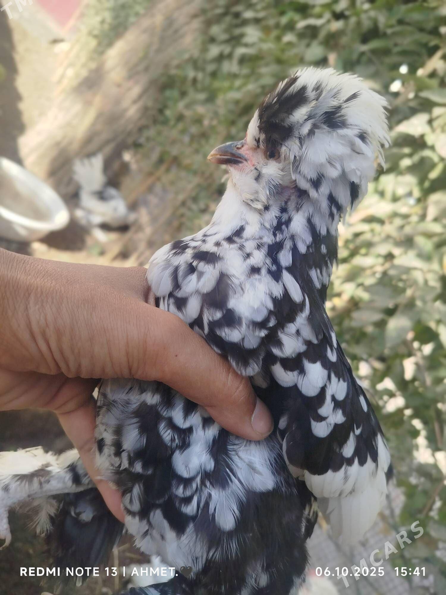 японский - Türkmenabat - img 5