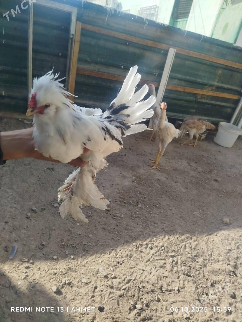 японский - Türkmenabat - img 6