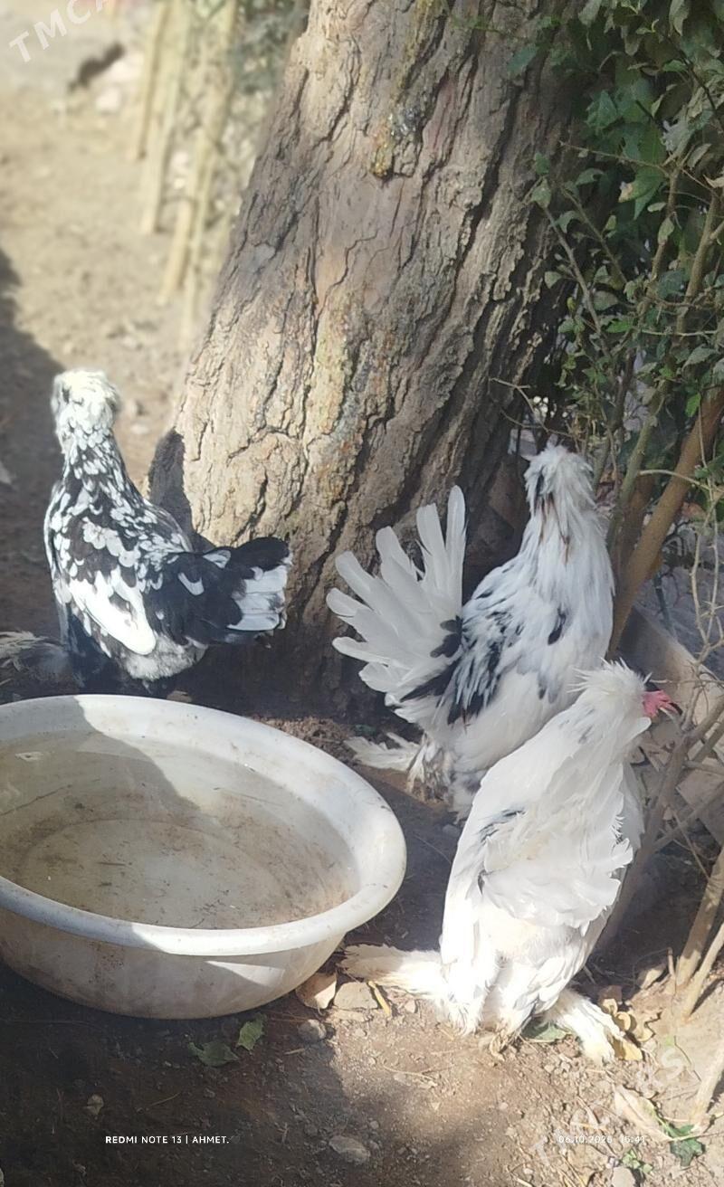 японский - Türkmenabat - img 1