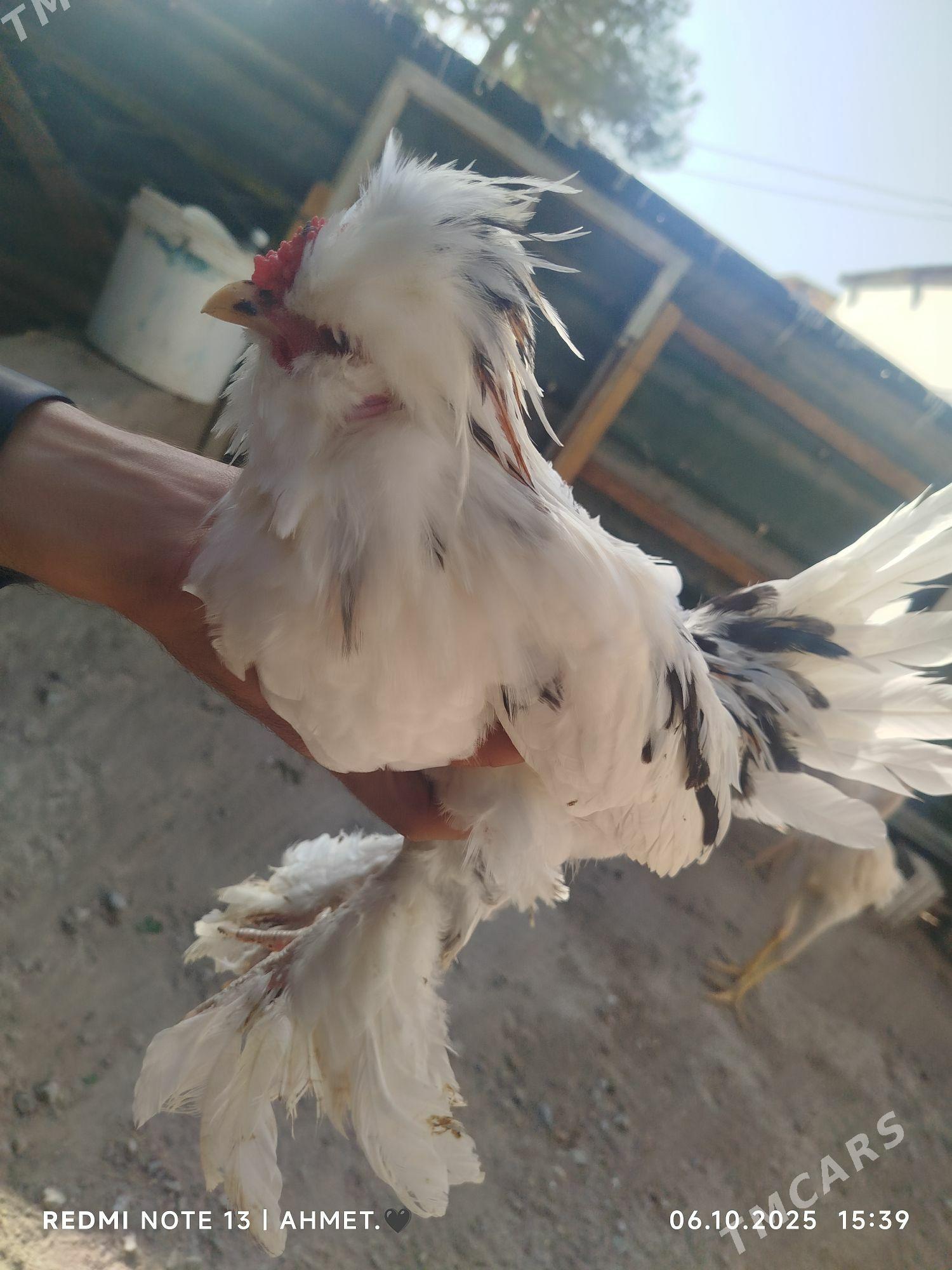 японский - Türkmenabat - img 3