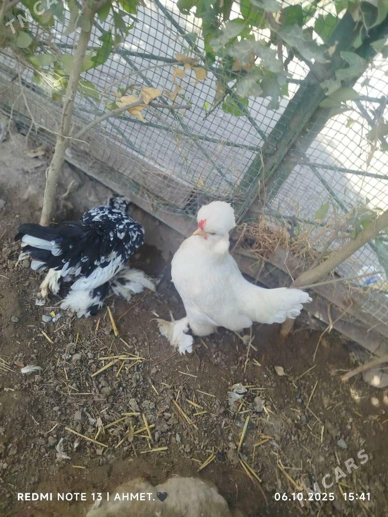 японский - Türkmenabat - img 4