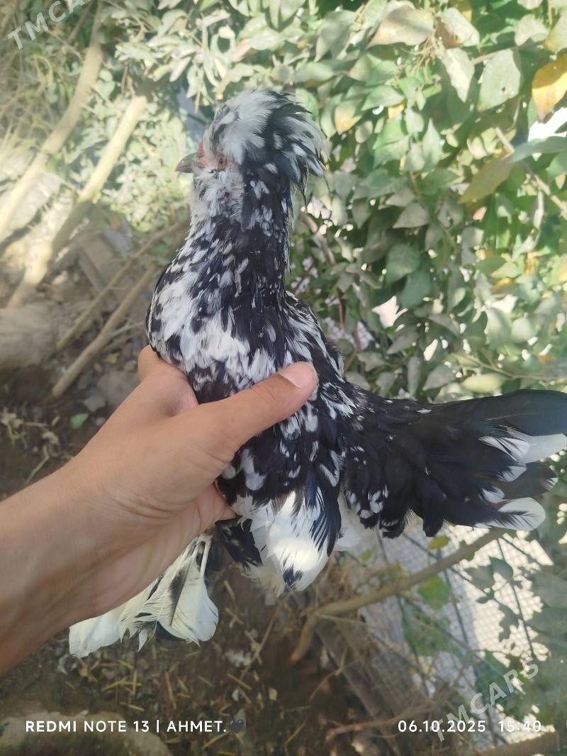 японский - Türkmenabat - img 7