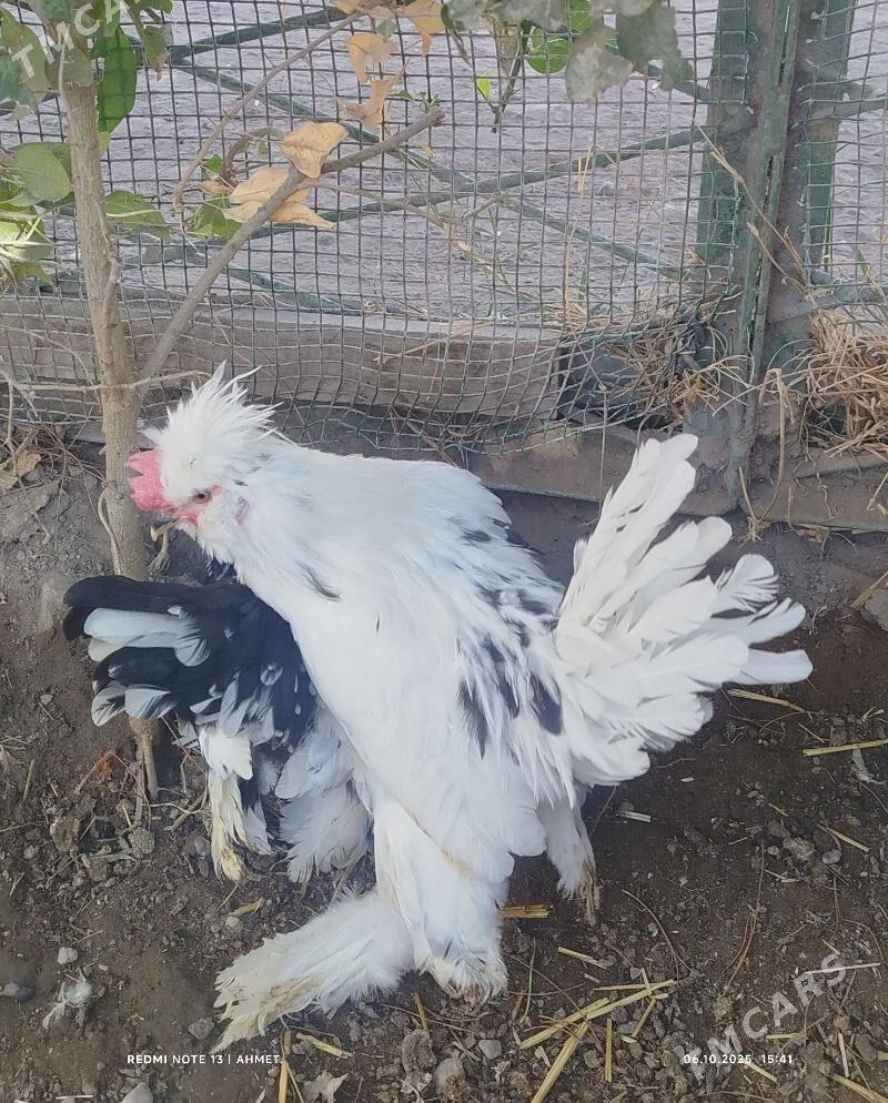 японский - Türkmenabat - img 2