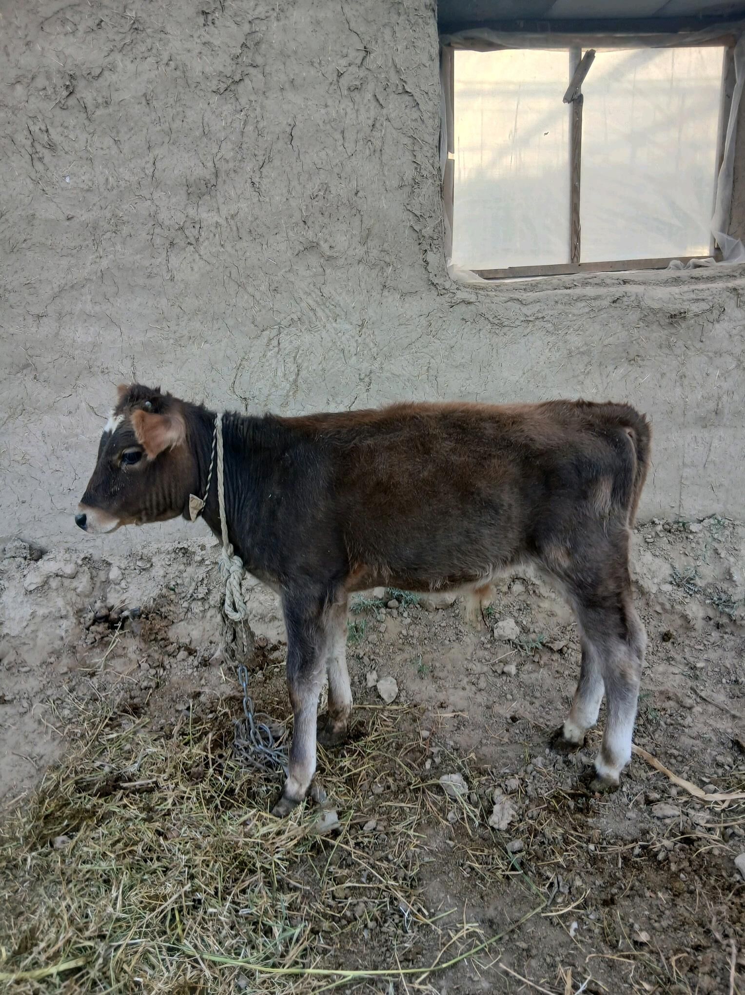 göleli sygyr - Bäherden - img 2