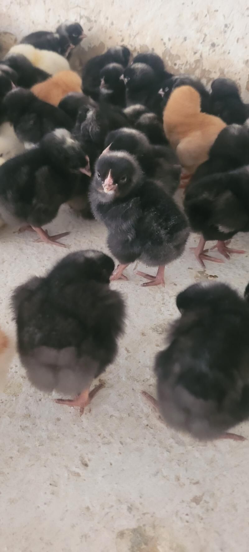 Jüje DOMINAND  D-959 - Gurtly - img 4