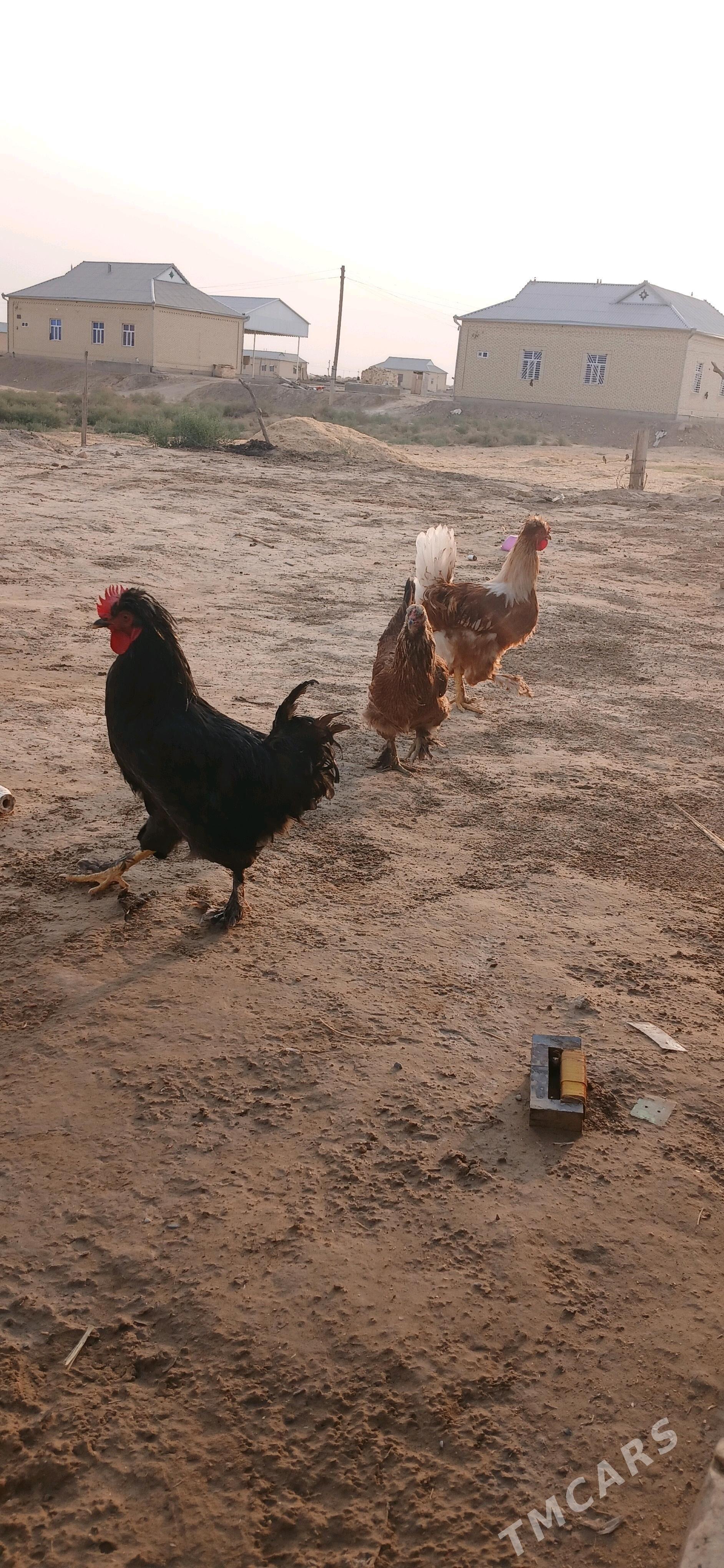 Horaz balakly - Sakarçäge - img 1