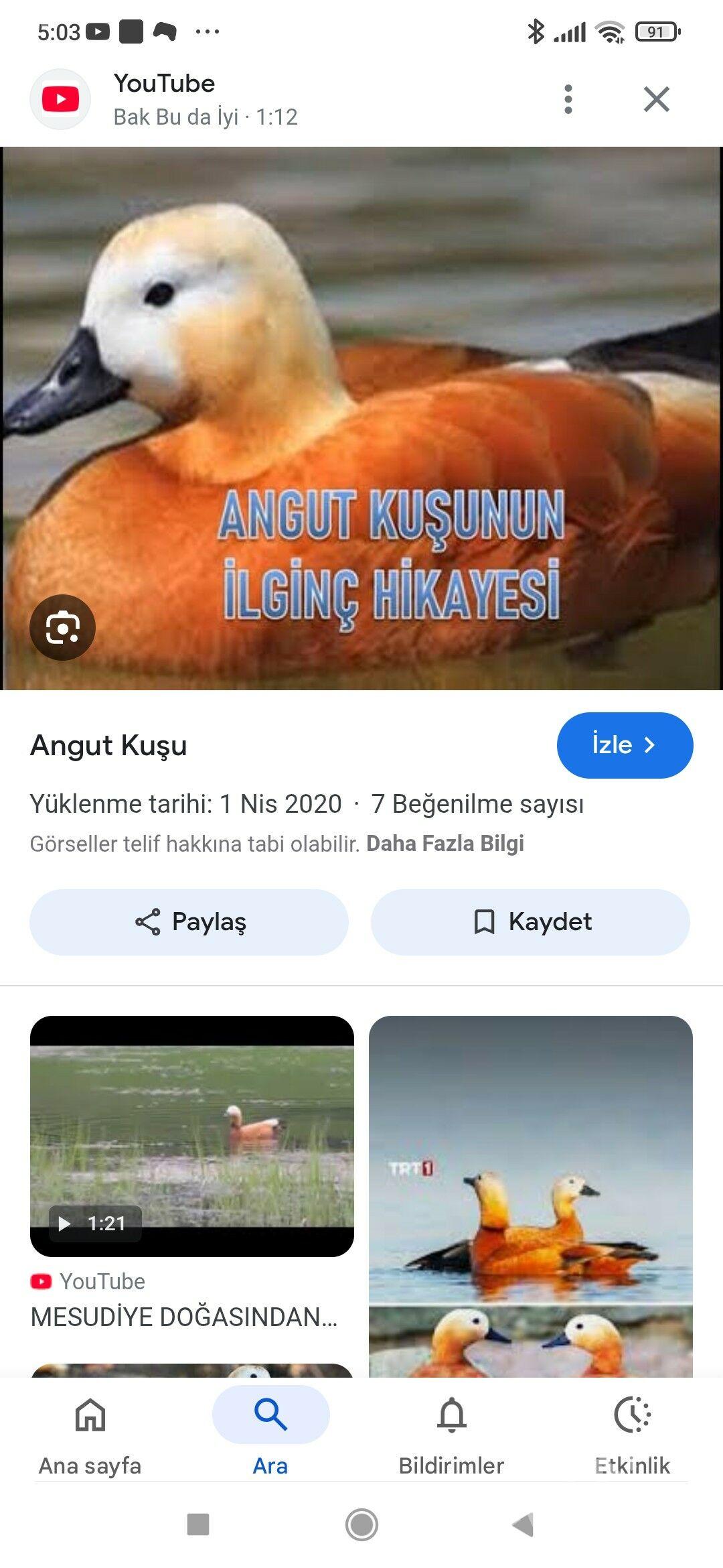 Angut ördek gaz - Байрамали - img 1