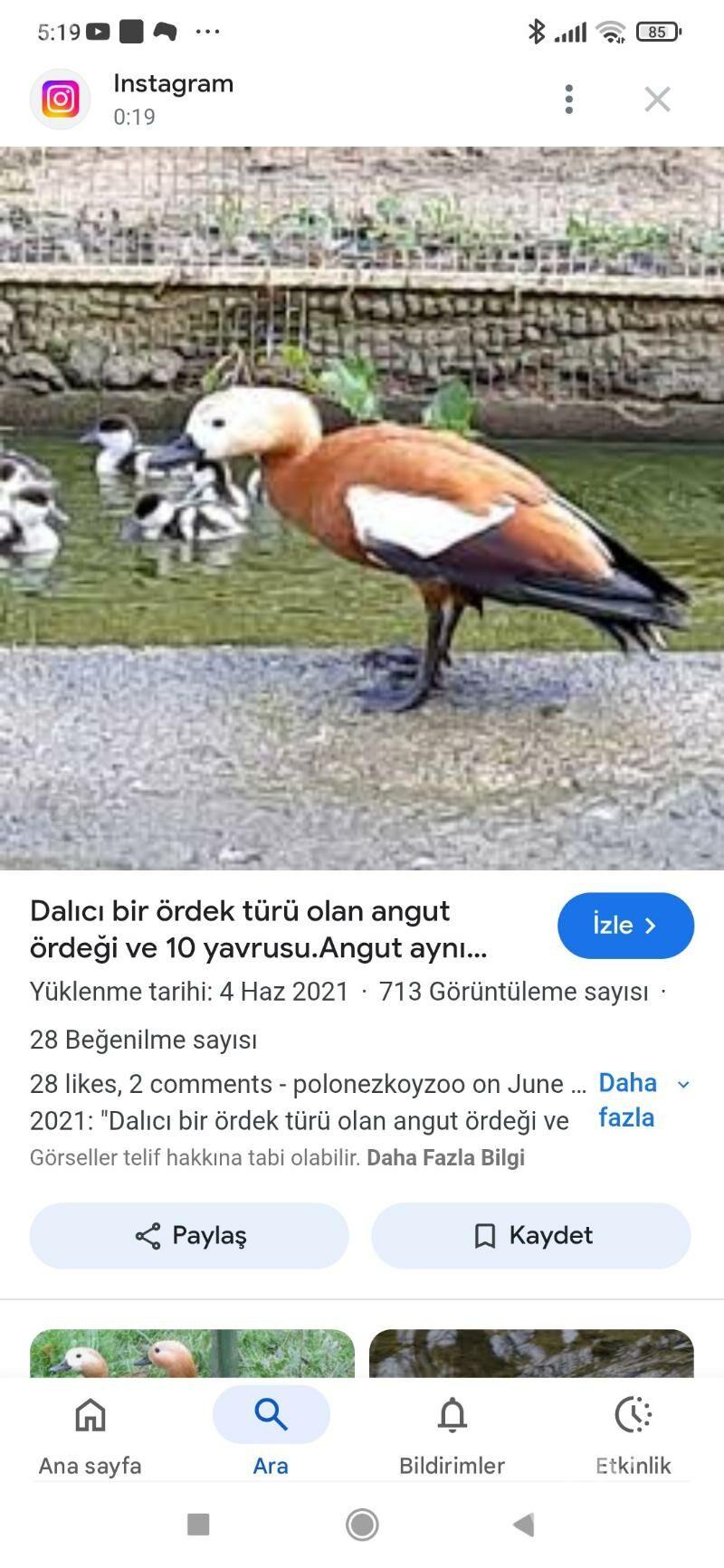 Angut ördek gaz - Байрамали - img 2