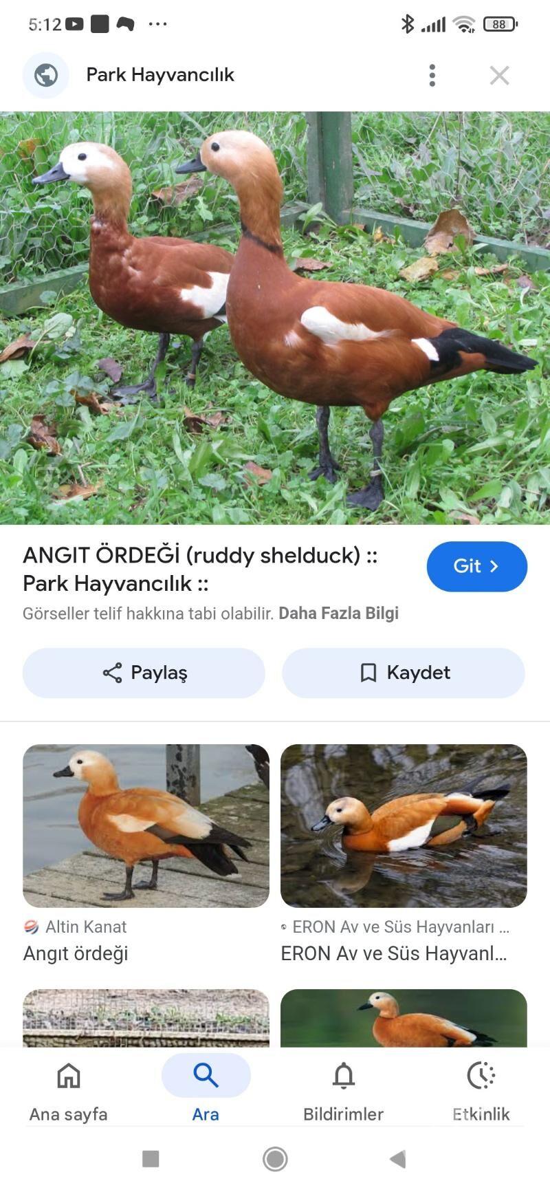 Angut ördek gaz - Байрамали - img 3