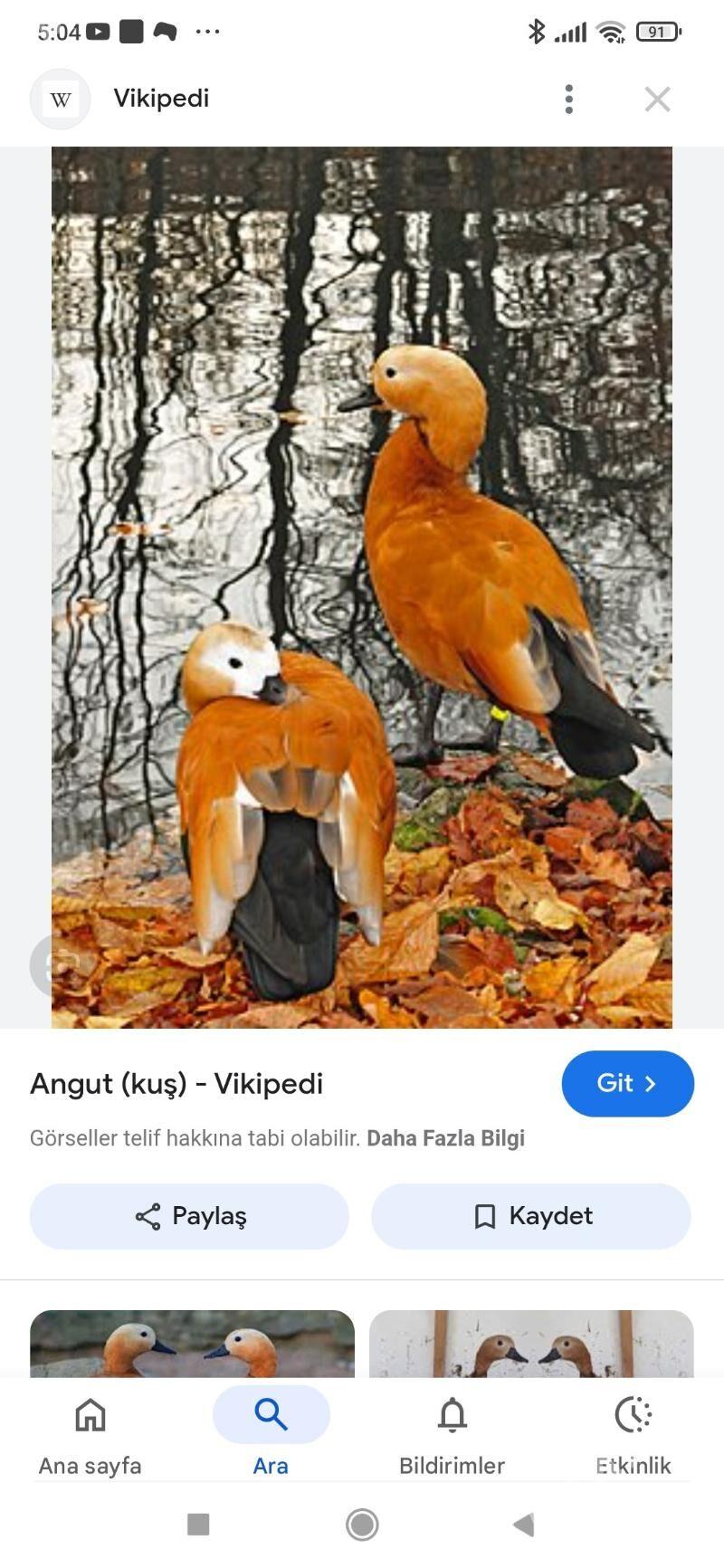 Angut ördek gaz - Байрамали - img 4