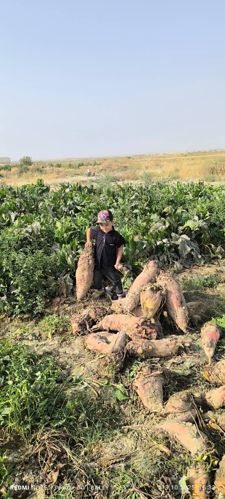 Sugundyr - Бахарден - img 3