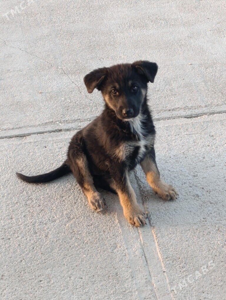 Awçarka/Овчарка - Balkanabat - img 2