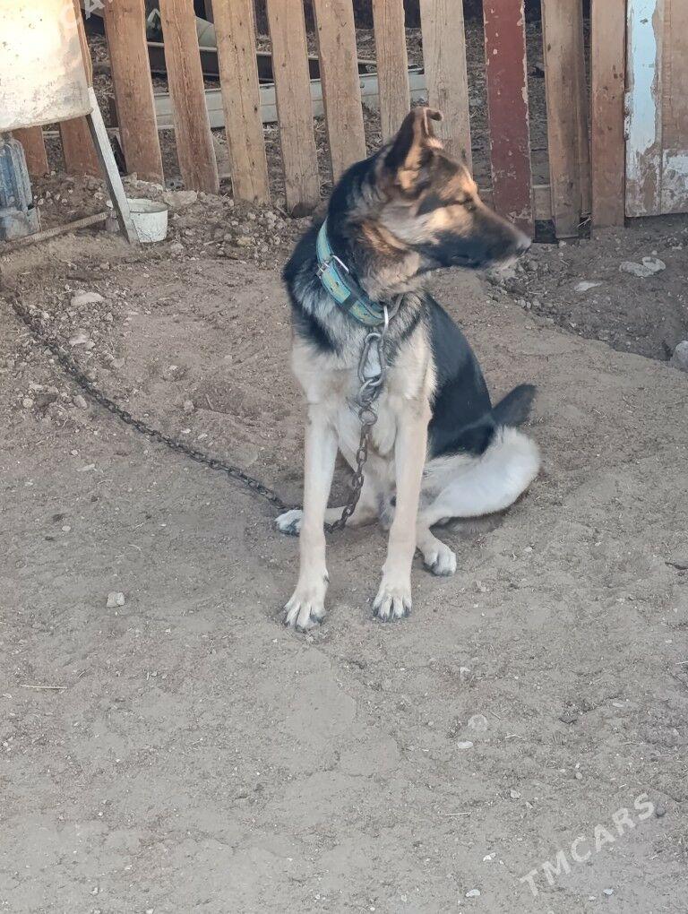 Awçarka/Овчарка - Balkanabat - img 1