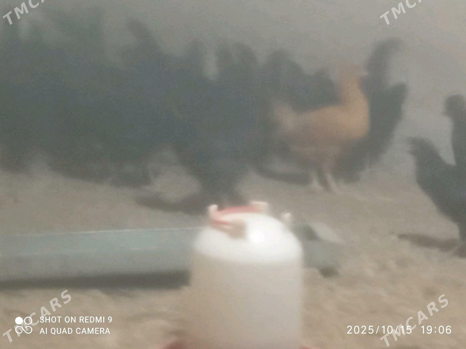 Towuk jüje - Murgap - img 3