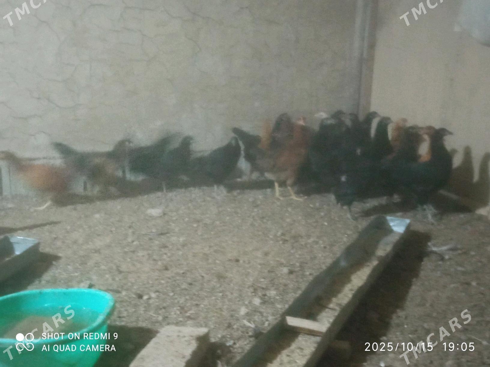 Towuk jüje - Murgap - img 2