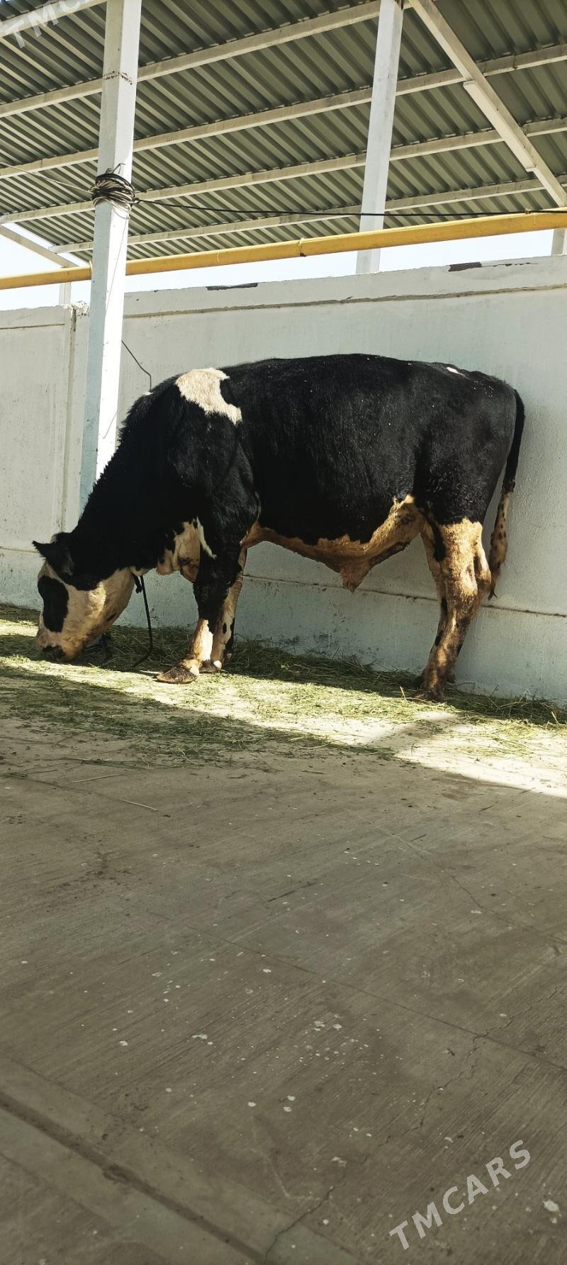 Galysteyin okuz - Тязе заман - img 1