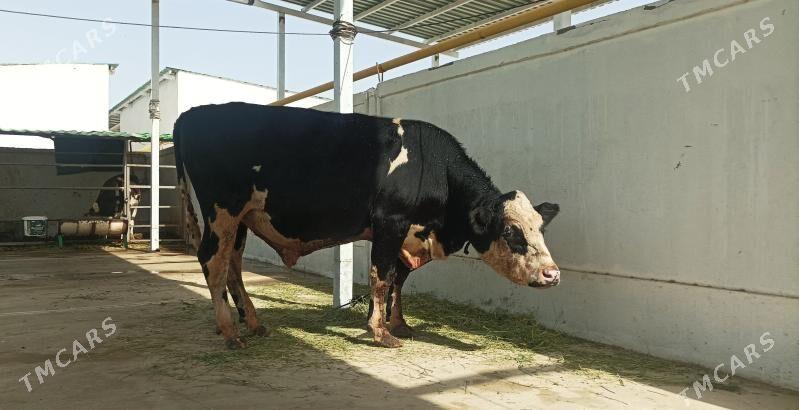 Galysteyin okuz - Тязе заман - img 2