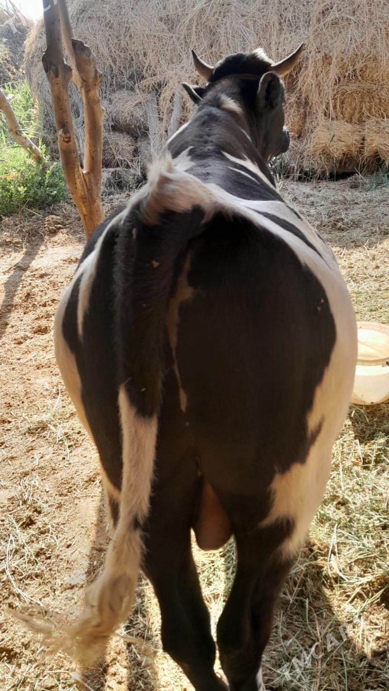 Ala okuz howre un bolyar - Сакар - img 4